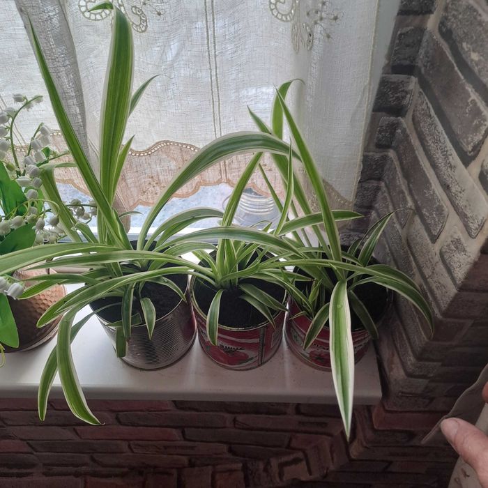 Хлорофитрум продаю цветы