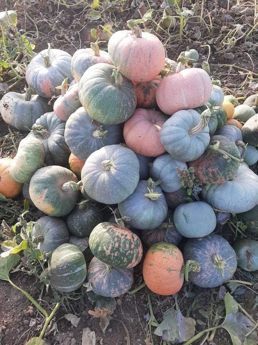 продам тыкву урожай 2025 года на хранение очень вкусная