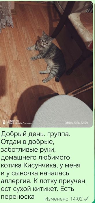 Милосердные люди. Возьмите котика в свою семью