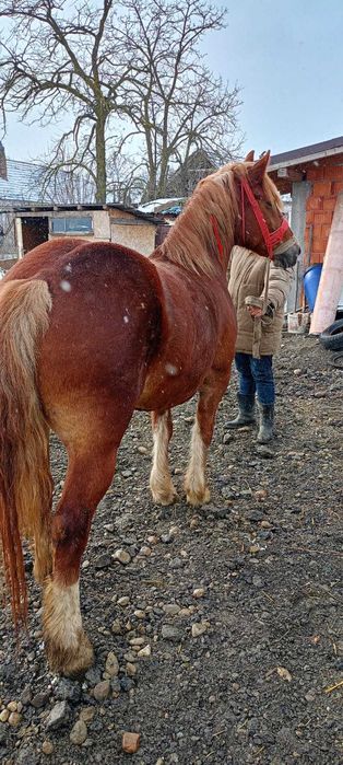 Vand iapa 3 ani si mânz 2 luni .