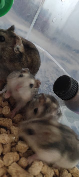 Джунгарики хомяки