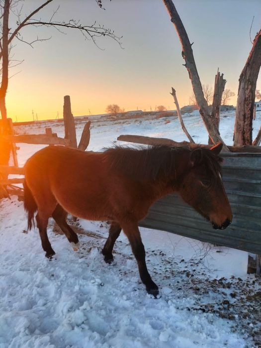 Продается жеребчик