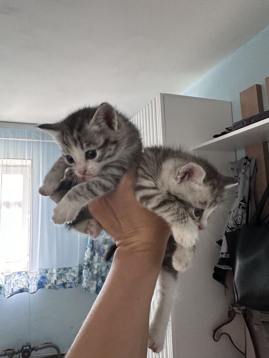 Продам котят мальчики