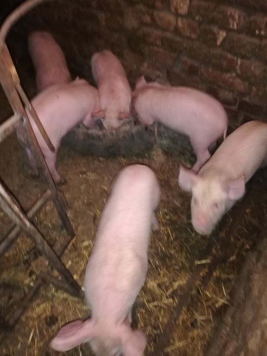 Продавам малки прасенца