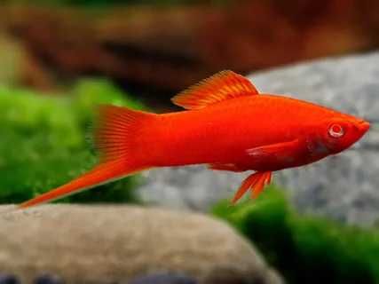 Аквариумная рыбка "Меченосец"