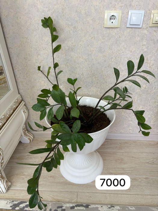 Продаю комнатные растения