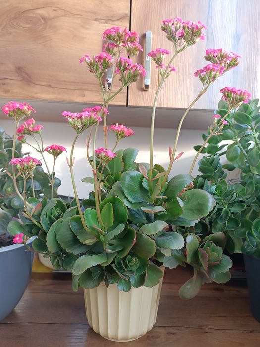 Продам алое Вера, калонхое