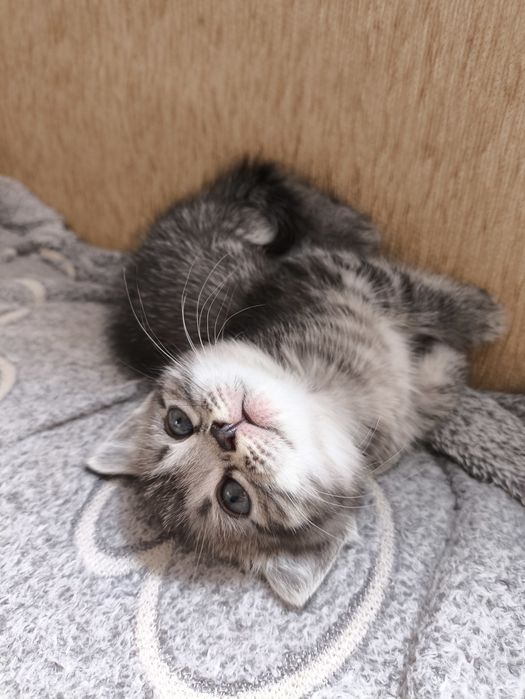 Котята вислоушки и британки