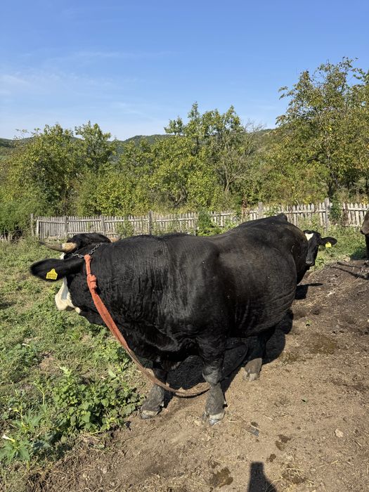 Tauri de vanzare judetul Buzau