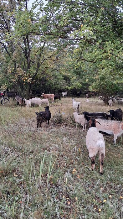 Продам коз город Павлодар