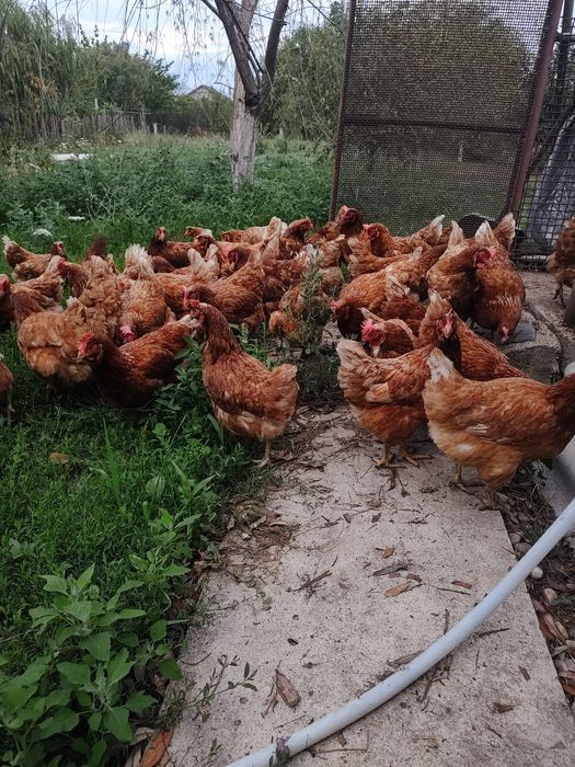 Găini roșii ouătoare