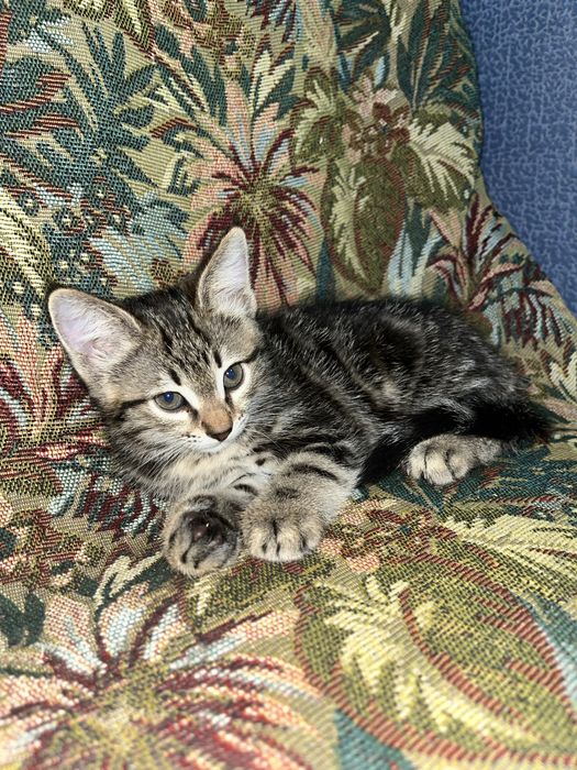 Марғау бар әдемі түстес