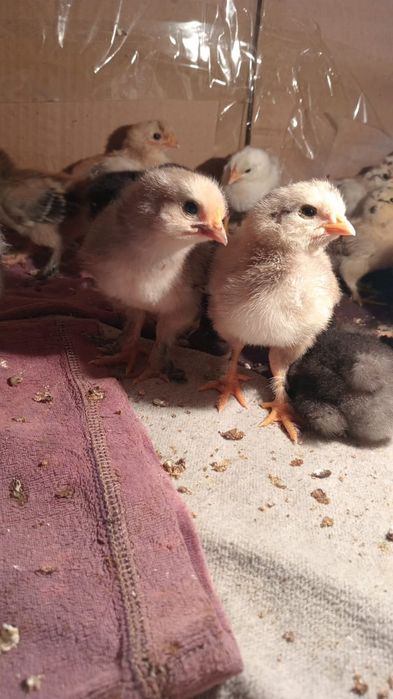 Продам цыплят. 1 неделя.