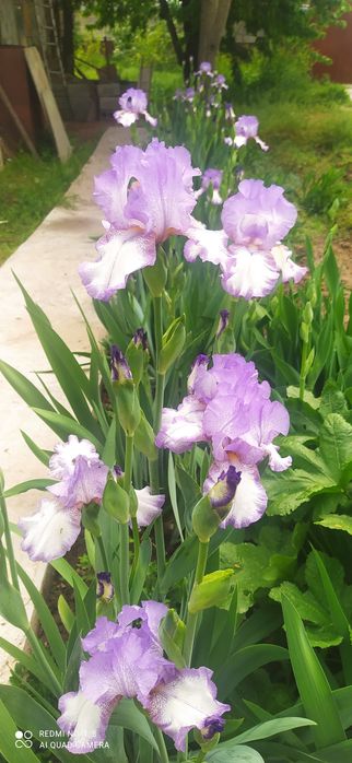 Продаю садовые Ирисы