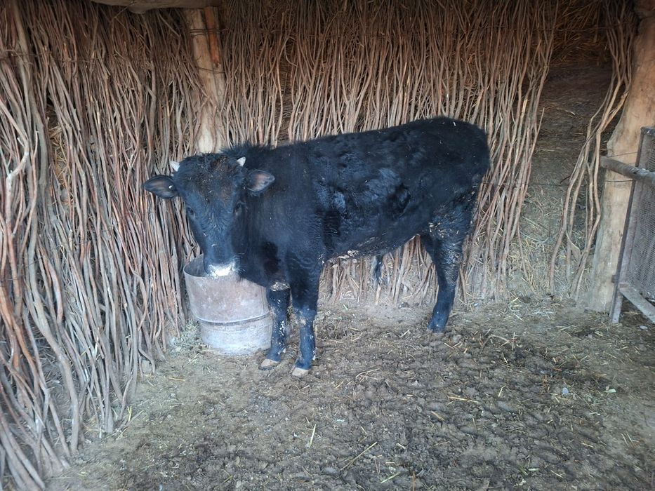 Семиз баспактар бар