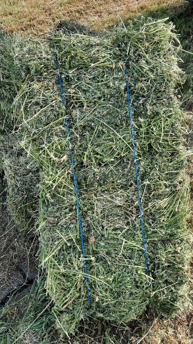 ‼️Baloti de lucerna producție 2025 ‼️