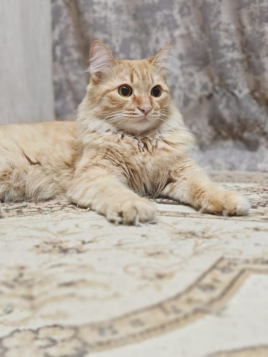 Кот. Котенок. Рыжик