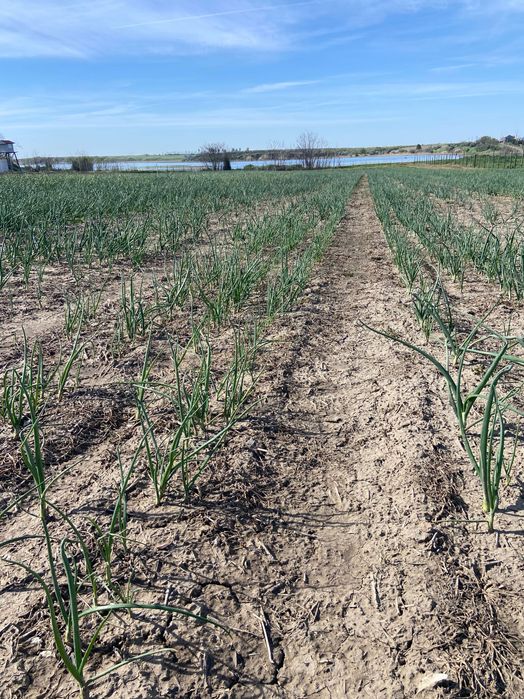Vând ceapa verde la banda sau la kg necuratata.
