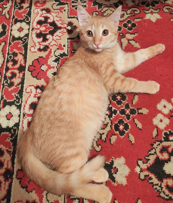 Котята в добрые ручки.
