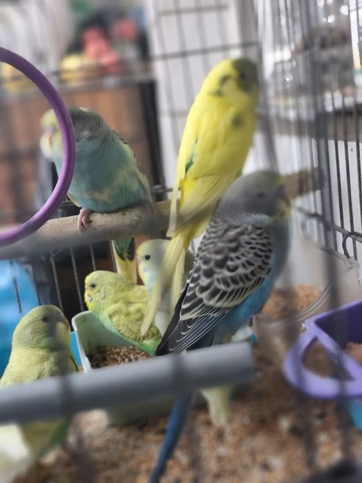 Папагали вълнисти различни цветове