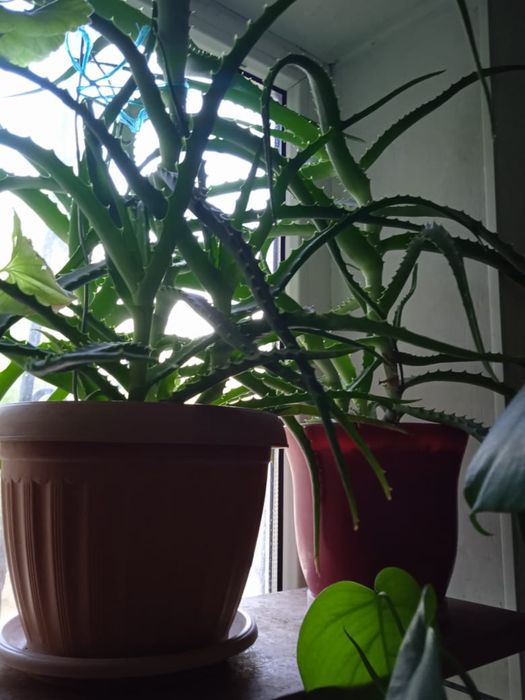 Цветы домашние продаются