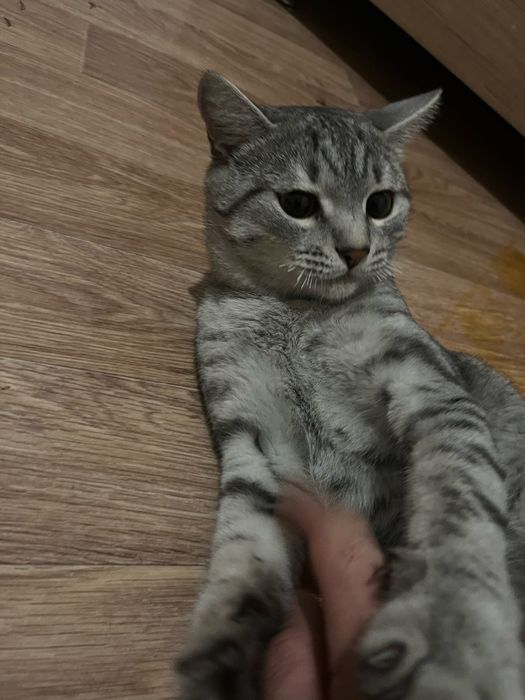 Отдам даром кота. Мальчик