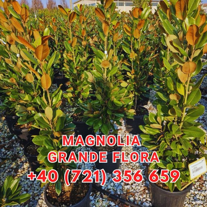 Spiral Tuia PonPon Magnolia Grandiflora Palmier Trachycarpus Etc