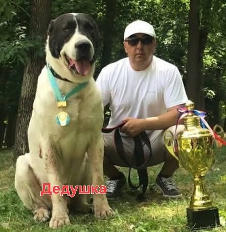 Алабай щенки сао