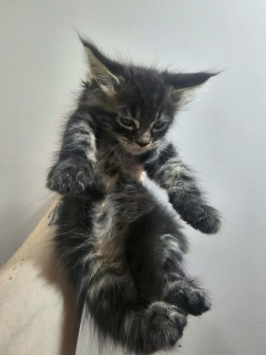 Котенок Мейнкун классик  80 тыс.