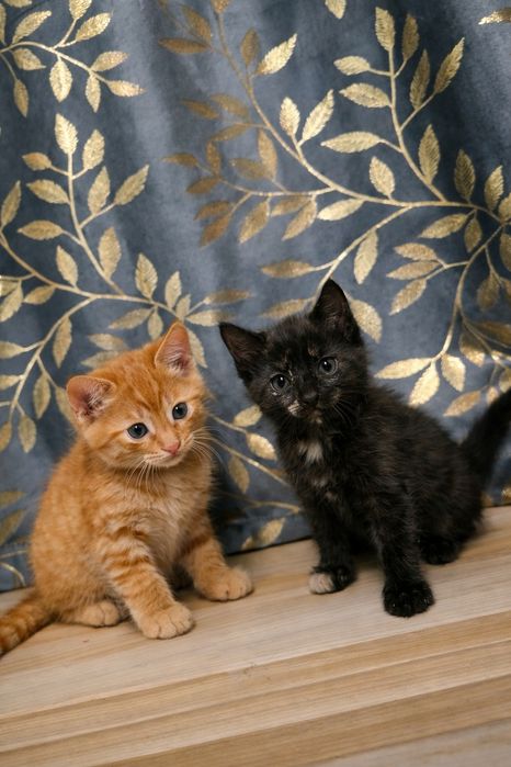 Срочно В хорошие Руки котята !