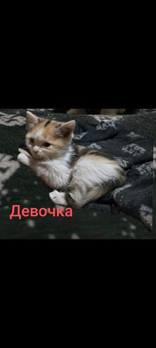Котята бесплатно