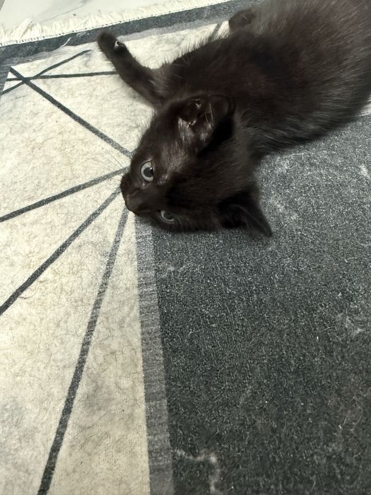 Отжам котенка в добрые руки