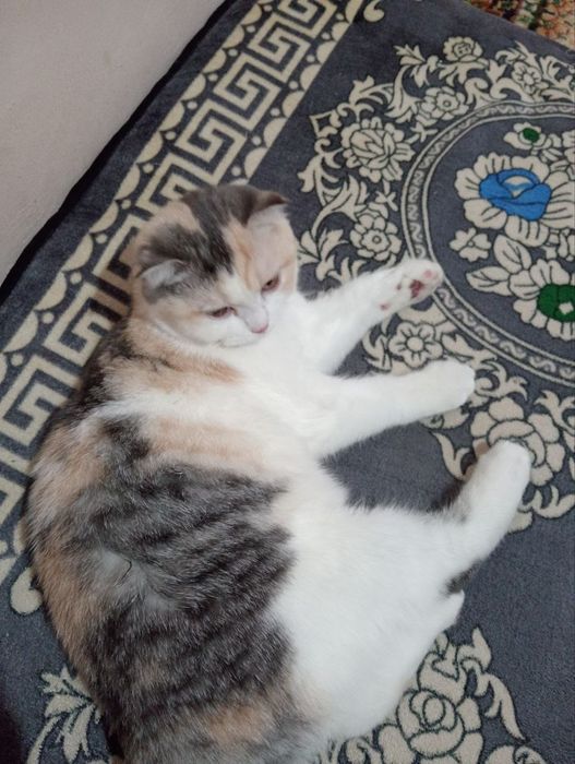 Продаётся шотландская скотш фольд