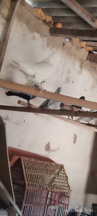 Oq popukli va har xil zotli kaptarlar sotiladi