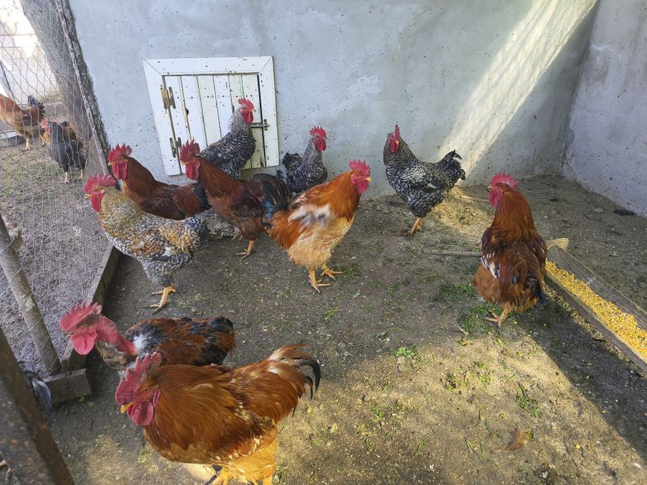 Bună ziua ! Vând cocșei crescuți la țară cu cereale bio .