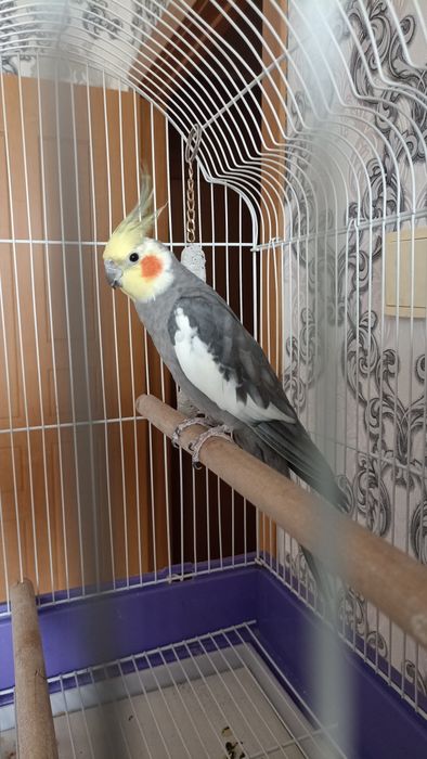 Продам попугая Корела ( мальчик)