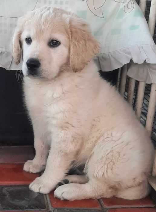 Продается девочка Голден ретривера