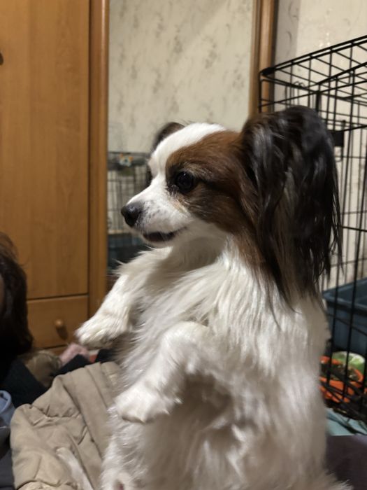 Продам  папийона