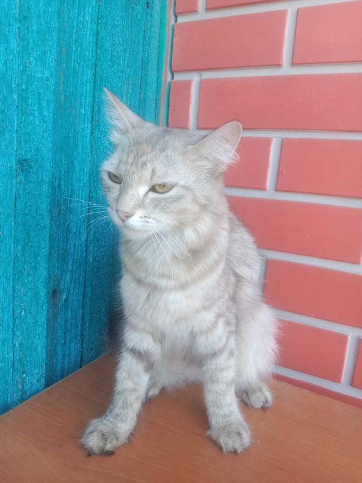 Отдам Даром Сибирская Кошка