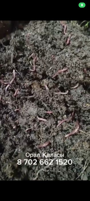 Биогумус тыңайтқыш