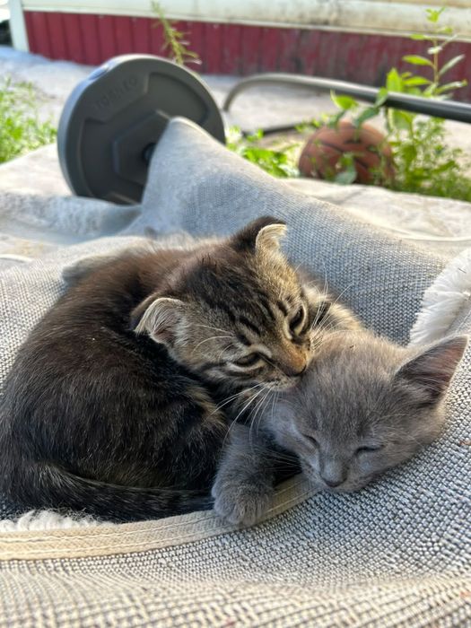 Отдам даром котенка