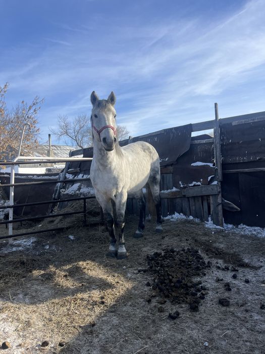 Айгыр сатылады……….