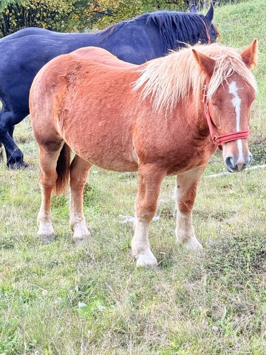 Minza ardeneza de vinzare de 1 an