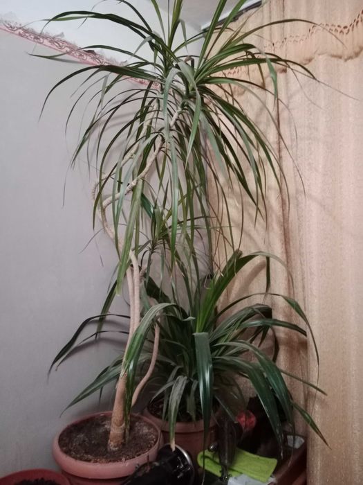 Продам 2 комнатных цветка.