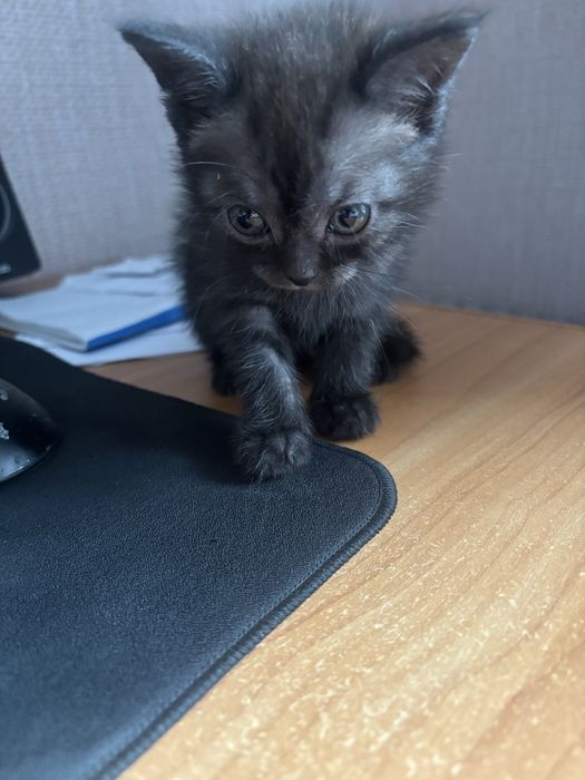 котенок британский прямоухий