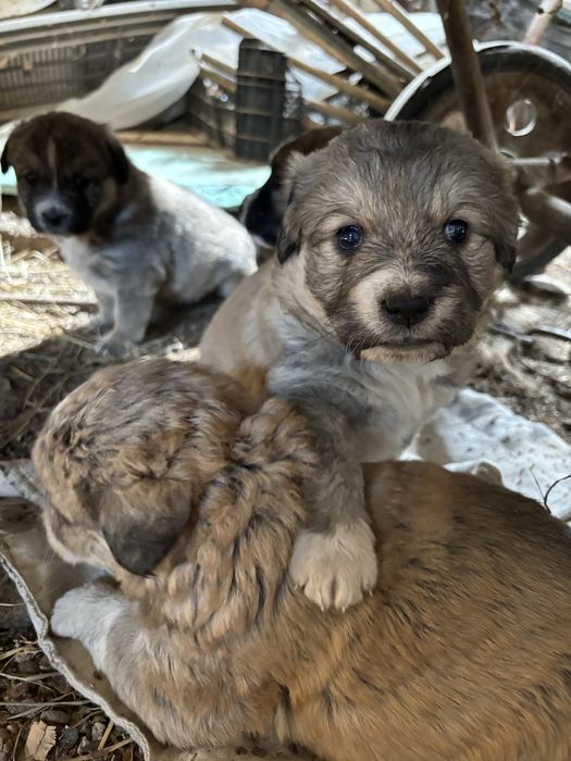 Donez catei 5-7 saptamani!