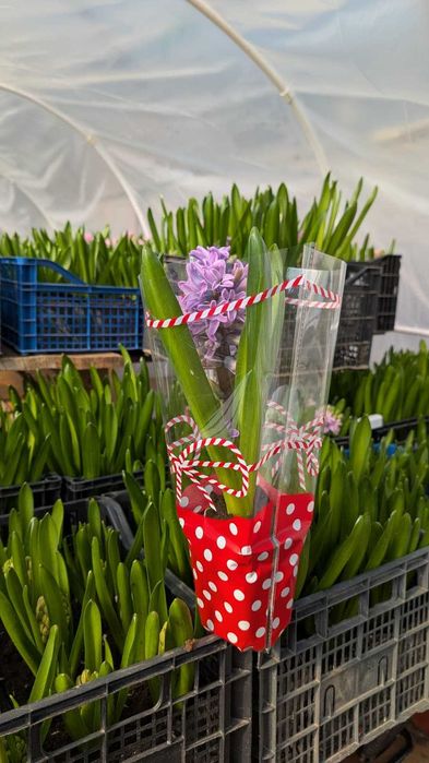 Zambile la ghiveci – Blue Jacket, Splendid Cornelia, Fondante