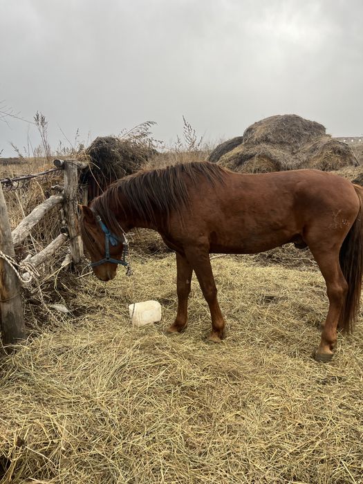 Айгыр сатам. Продам жеребца