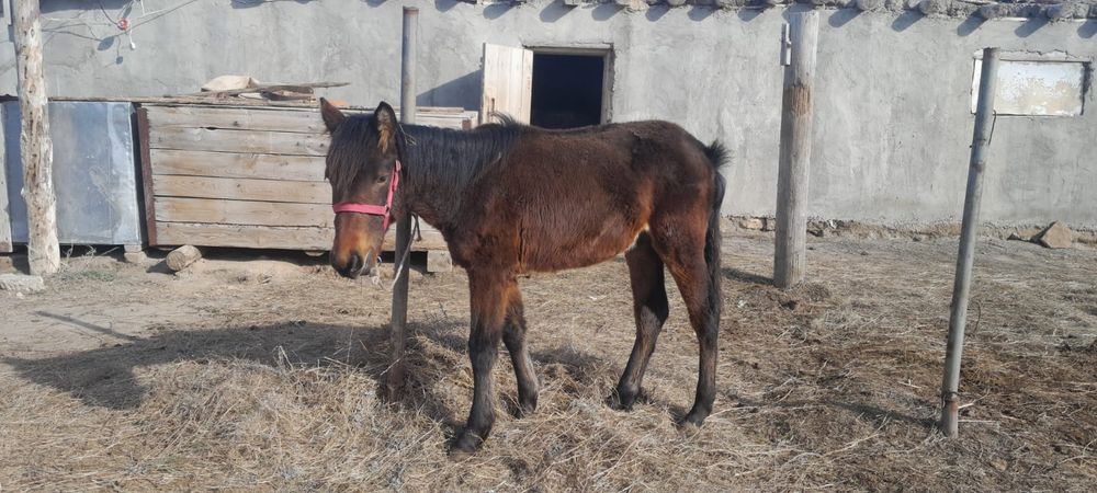 Жабағы сатылады еркек