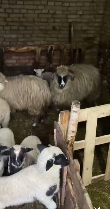 Berbecut brez de anul acesta / oi / miei / berbec schimb cu cereale